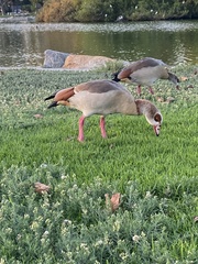 Alopochen aegyptiaca