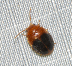 Prionocyphon discoideus