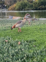 Alopochen aegyptiaca