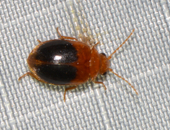 Prionocyphon discoideus
