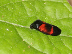 Cosmoscarta gravelyi