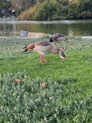 Alopochen aegyptiaca