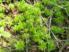 Sphagnum