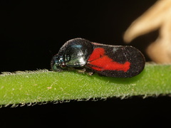 Cosmoscarta gravelyi