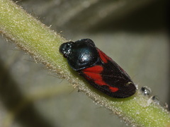 Cosmoscarta gravelyi