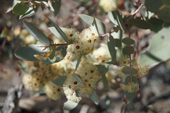 Eucalyptus gillii