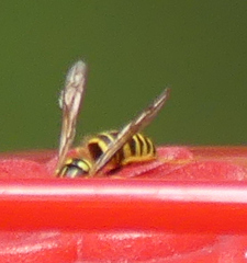 Vespula squamosa