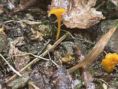 Cantharellus minor