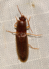 Athous cucullatus