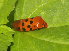 Cosmoscarta septempunctata