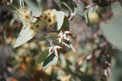 Eucalyptus gillii
