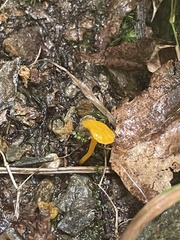 Cantharellus minor