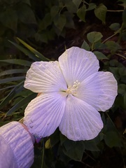 Hibiscus lasiocarpos