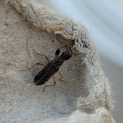 Lygaeoidea