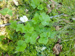 Rubus chamaemorus