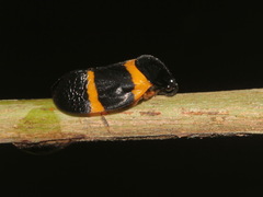 Cosmoscarta