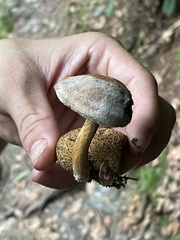 Pseudoboletus parasiticus