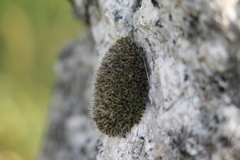 Grimmia pulvinata