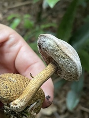 Pseudoboletus parasiticus