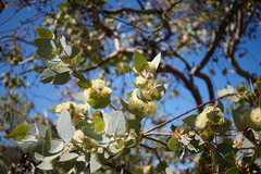 Eucalyptus gillii