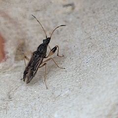 Lygaeoidea