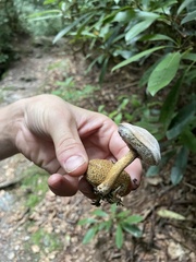 Pseudoboletus parasiticus