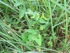 Aristolochia debilis