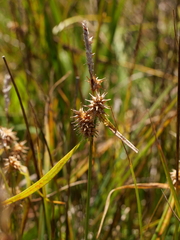 Carex lepidocarpa