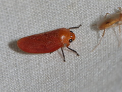 Eoscarta borealis