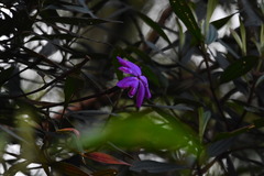 Andesanthus lepidotus