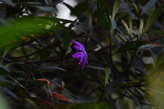 Andesanthus lepidotus