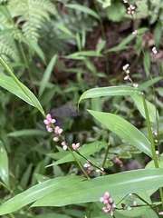 Persicaria posumbu
