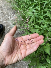 Persicaria posumbu