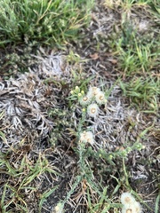 Erigeron bonariensis
