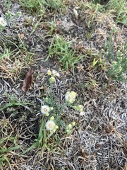Erigeron bonariensis