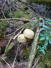 Caloboletus rubripes