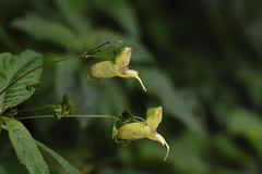 Impatiens edgeworthii