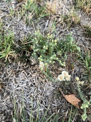 Erigeron bonariensis