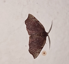 Achrosis