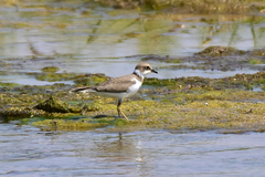 Charadrius dubius curonicus
