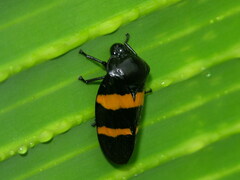Cercopidae
