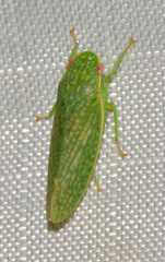 Rugosana querci
