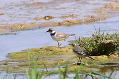 Charadrius dubius curonicus