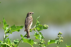 Carpodacus erythrinus