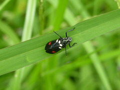 Callitettix versicolor