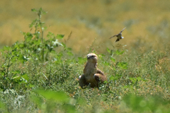 Buteo rufinus