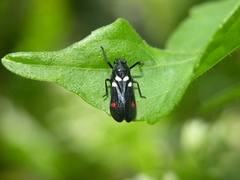 Callitettix versicolor