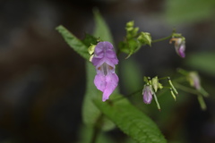 Impatiens sulcata