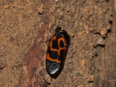 Trichoscarta chersonesia