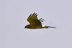 Circus macrourus